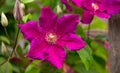 Climbing vine of purple clematis flowers in summer garden Royalty Free Stock Photo