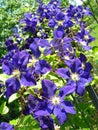 A climbing vine of violet Clematis flowers Royalty Free Stock Photo