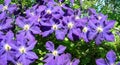 A climbing vine of violet Clematis flowers Royalty Free Stock Photo