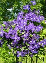 A climbing vine of violet Clematis flowers Royalty Free Stock Photo