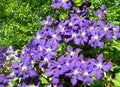 A climbing vine of violet Clematis flowers Royalty Free Stock Photo