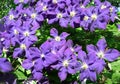 A climbing vine of violet Clematis flowers Royalty Free Stock Photo