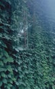 Climbing Vines, Old Scary Window, Victorian Haunted House, Dark, Horror, Garden, Foggy, Mystical, Gothic