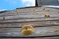 Climbing wall handholds