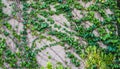 Climbing wall of ivy. on white background. Green ivy. Creeper wall climbing plant Royalty Free Stock Photo