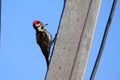 Climbing on white pole side view woodpecker