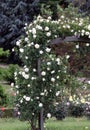 Climbing white rose plant