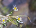 Climbing wild Aster flowers