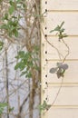 Climbing wild vine against yellow wooden wall. Outdoor decoration in garden environment. Overgrown creeping plant is beautiful Royalty Free Stock Photo