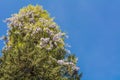 Climbing wisteria Royalty Free Stock Photo