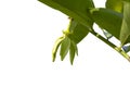 Climbing ylang-ylang, Climbing ilang-ilang, Manorangini, Hara-champa, Kantali champa or Artabotrys siamensis in the garden. Royalty Free Stock Photo
