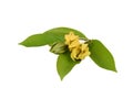 Climbing ylang-ylang, climbing ilang-ilang, manorangini, hara-champa or kantali champa, flowers.