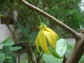 Climbing ylang ylang flowers