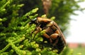 Clinging green June beetle Royalty Free Stock Photo