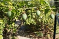Clinging Passiflora caerulea fruit ripening Royalty Free Stock Photo