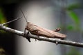 grasshopper perched on a branch