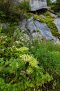 Lush Vegetation at Clingmans Done