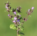 Clinopodium acinos (field basil) Royalty Free Stock Photo