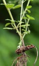 Clinopodium acinos grows in nature