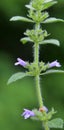 Clinopodium acinos grows in nature