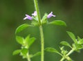 Clinopodium acinos grows in nature