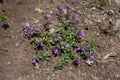 Clinopodium alpinum - Wild plant shot in the summer.