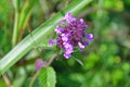 Clinopodium chinense Benth. Kuntze family LamiaceaeThe flavor of the Chinese in the bay of Akhlestyshev on the island of Russi