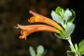 Clinopodium tomentosum Royalty Free Stock Photo
