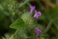 Clinopodium vulgare, Clinopodium vulgare, wild basil