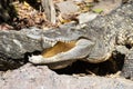 Thailand Crocodile on the ground with Mouth Open