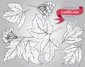 Clip art collection of hand drawn guelder rose plant