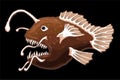 Clip art with colorful brown hand drawn anglerfish