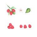 Clip art of a watercolor illustration consisting of a branch of raspberries, berries, leaf, flower.
