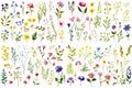 clip-art watercolor style wild flower vines and flowers of various shapes. Created using Generative AI