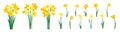 Clip art of yellow daffodils and spring bouquet of narcissus flowers isolated on white