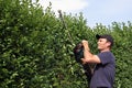 Clip a hedge, gardening Royalty Free Stock Photo