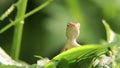 Clip of a oriental garden lizard in nature