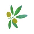 Clipart of branch with green olives and leaves. Traditional symbol of peace. Organic food concept. Design element for Royalty Free Stock Photo