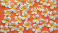 Abstract and sweet background with soft orange plumeria frangipani flowers Royalty Free Stock Photo