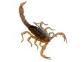 Macro computer illustration of a scary Scorpion isolated on white