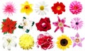 Clipart flowers Royalty Free Stock Photo