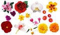 Clipart flowers