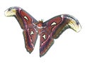 Clipart illustration of giant Attacus Atlas Moth Royalty Free Stock Photo