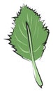 Clipart of an ovate green leaf with a margin and alternate venation vector or color illustration