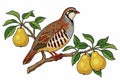 Clipart partridge in pear tree Royalty Free Stock Photo