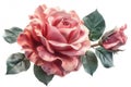 Clipart, pink rose with green leaves close-up