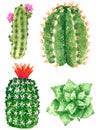 Four green cactuses blooming with pink and red flowerses blooming with pink flowers, hand drawn watercolor illustration