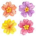 Clipart set of pink, orange, yellow and purple primrose flowers with yellow middles Royalty Free Stock Photo