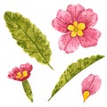 Clipart set of pink primrose flowers with yellow middle and leaves, hand drawn watercolor illustration