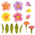 Clipart set of Purple, yellow, pink, red primrose flowers with yellow middle and leaves